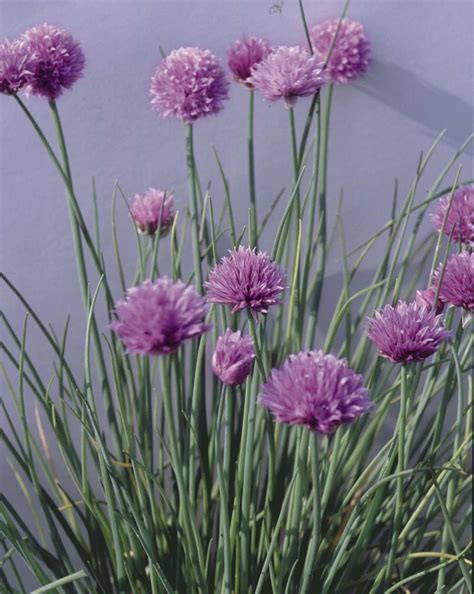 ALLIUM schoenoprasum fine leaved - Muller Seeds