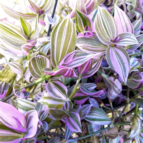 Beautiful Striped Houseplants