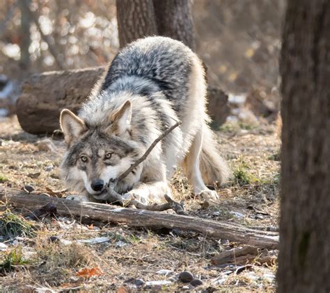 Two Mexican Wolf Pups Fostered in 2023 - Endangered Wolf Center