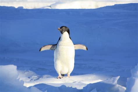 Do Penguins Have Knees? A Deep Dive Into Penguin Physiology