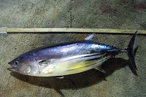 Atlantic Skipjack Tuna Noaa Fisheries