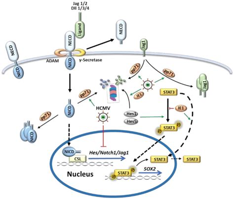 Hcmv Dysregulates The Notch Signaling Pathway When Notch Ligands