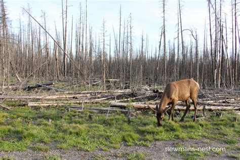 elk yellowstone national park - Newman's Nest