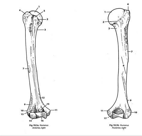 Humerus Anatomy Worksheet