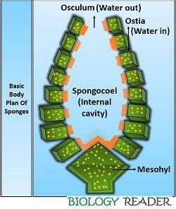 Phylum Porifera Labeled Diagram