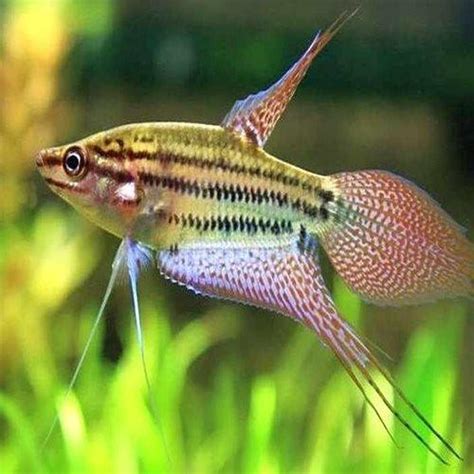 Croaking Gourami Cm Universal Aquatics Tropical And Pond Fish