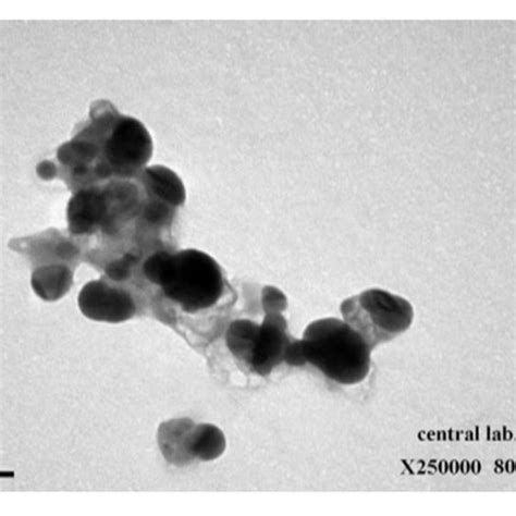 Transition Electron Microscopy Tem Image Showing Synthesized Green