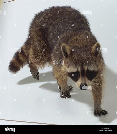 Procyon lotor (Raccoon), Family Procyonidae Stock Photo - Alamy