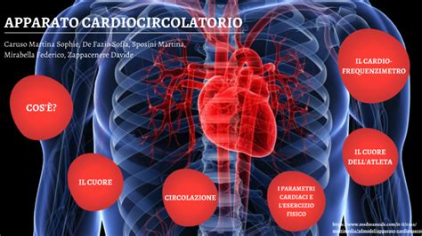 Apparato Cardiocircolatorio Ed Esercizio By Martina Caruso On Prezi