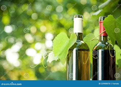 Red And White Wine Bottles And Vine Stock Photo Image Of Glass