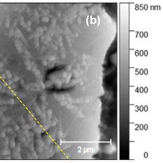 A Plan View SEM Micrograph Of A Region With Nano Trees A