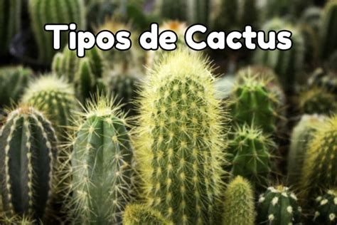 Tipos De Cactus Tiposde Pro