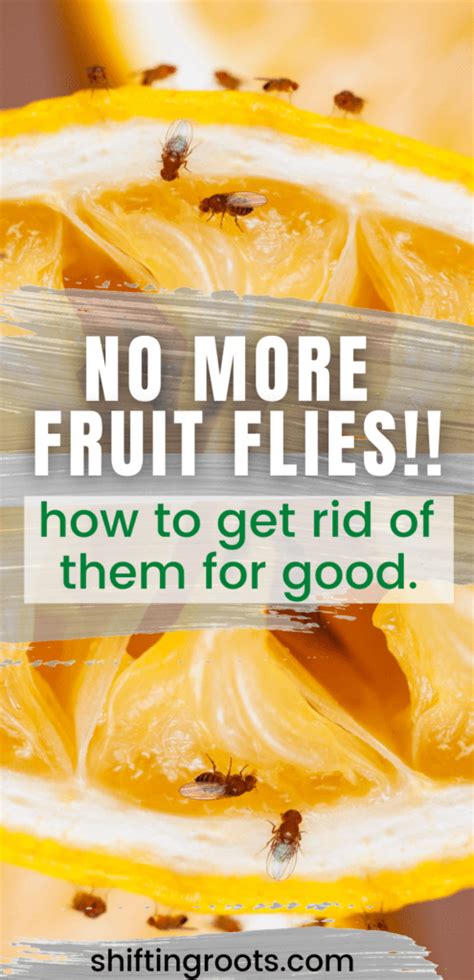 How To Get Rid Of Fruit Flies Its Not What You Think Shifting Roots