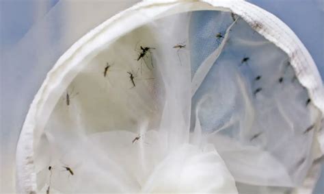 Brasil tem 391 mortes por dengue casos da doença já passam de 1 5