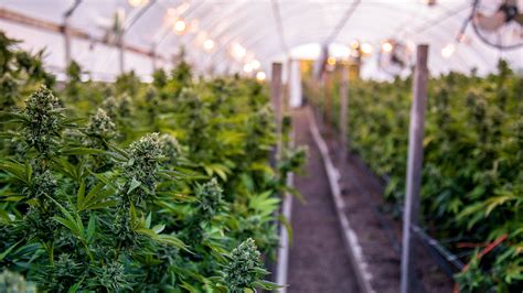 Greenhouse Vs Indoor Cannabis Cultivation Guide