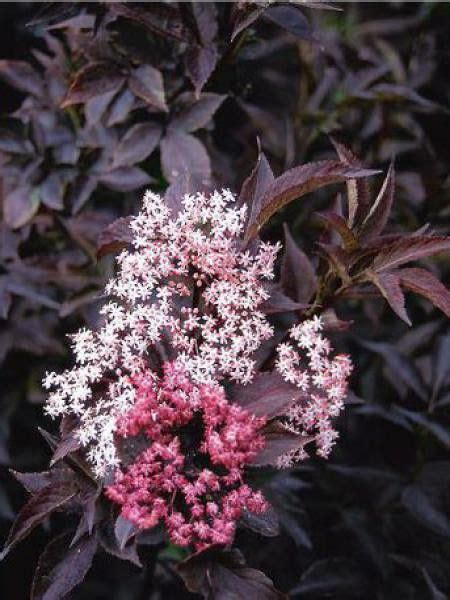 Sureau Noir Black Beauty Sambucus Nigra Le Jardin Du Pic Vert