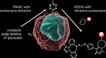 Covalent Cell Surface Conjugation Of Nanoparticles By A Combination Of