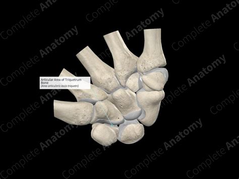 Articular Area of Triquetrum Bone | Complete Anatomy