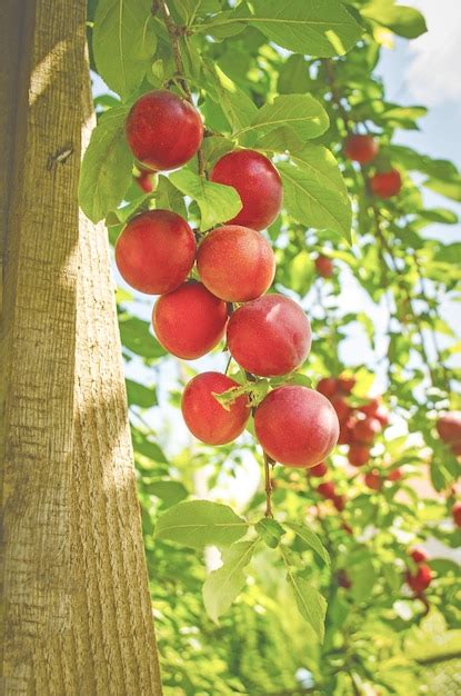 Rama De Ciruelo Ciruelas Rojas Maduras En El Rbol Foto Premium