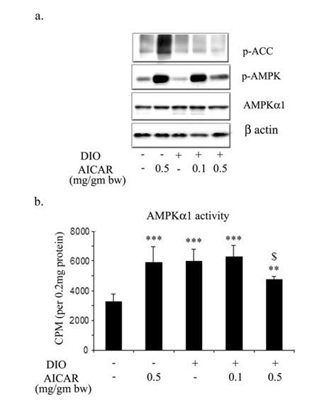 Effect Of Aicar On Phospho Status Of Acc Ampk And Ampk Enzymatic