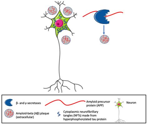 Multifunctionality Of Osteopontin OPN And Its Roles In Recruiting And