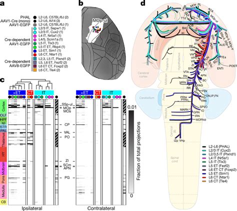 Brain Wide MOp Ul Projection Patterns By Layer And Class A Key Shows