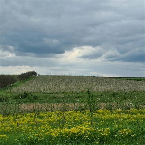 Un Campo De Flores Amarillas Con Un Cielo Nublado De Fondo Foto Premium