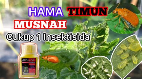 Insektisida Paling Ampuh Untuk Mengatasi Hama Ulat Kutu Kebul Oteng