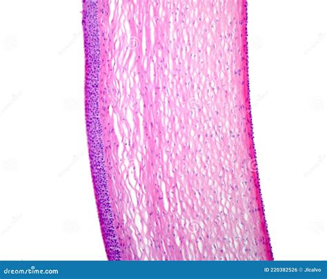 Stratified Squamous Epithelium Royalty Free Stock Image Cartoondealer