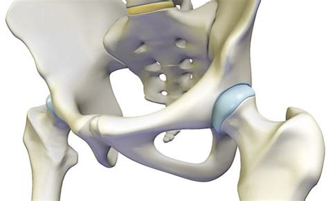 Functional Anatomy of the Hip Complex for Sports Performance Training