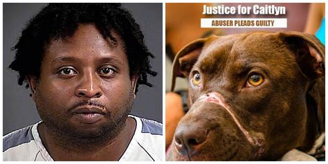 Man Pleads Guilty To Taping Dogs Mouth Shut