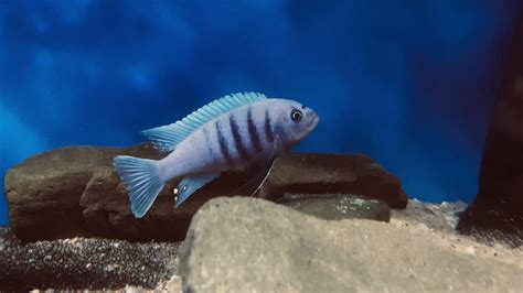 Cynotilapia Sp Hara Gallireya Reef F Samiec Pyszczaki Malawi World