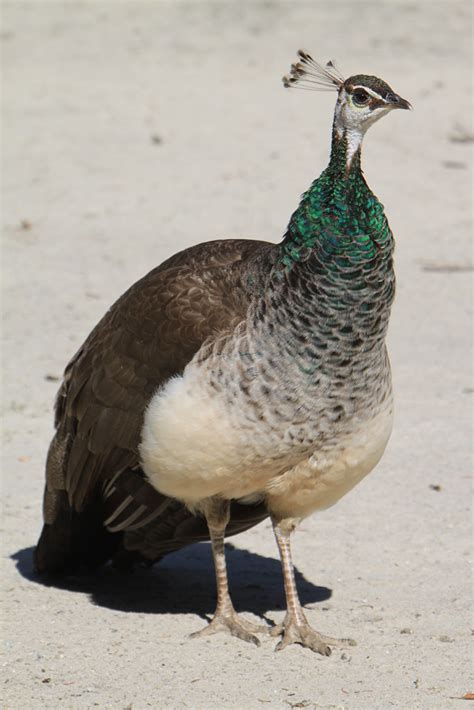 Pauw Peacock Kinderboerderij De Hofstede In Assen By Wille Willem