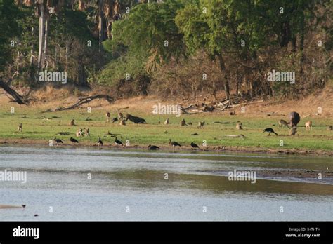 Malawi wildlife seen from boat safari Stock Photo - Alamy