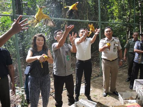 Ekor Burung Berhasil Dilepasliarkan Dari Hasil Penyelundupan Di