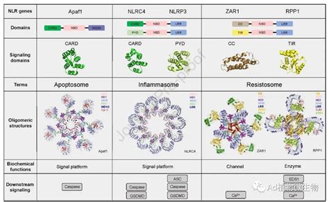 Molecular Plant 柴继杰团队详细综述植物免疫受体的结构、生化功能和信号传导机制！ 知乎