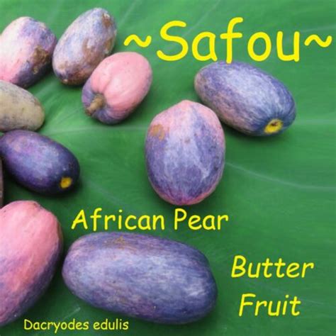 Safou Bush Plum Dacryodes Edulis African Fruit Tree Live Potd Plant