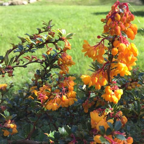 Berberis Darwinii Darwins Barberry In Gardentags Plant Encyclopedia