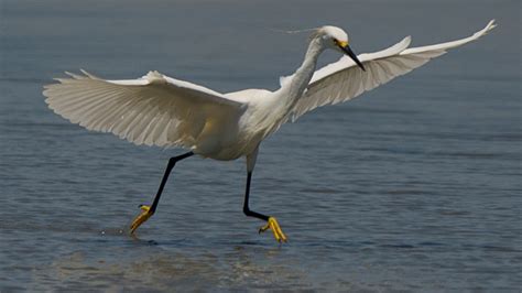 3 Snowy Egret Dance With Golden Slippers Sib