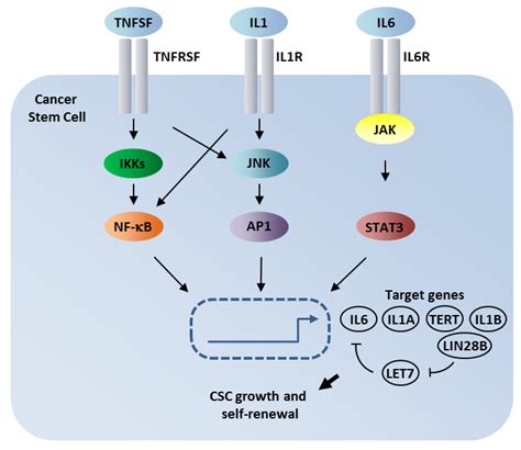 Cancers Free Full Text A Role For Nf κb In Organ Specific Cancer And Cancer Stem Cells