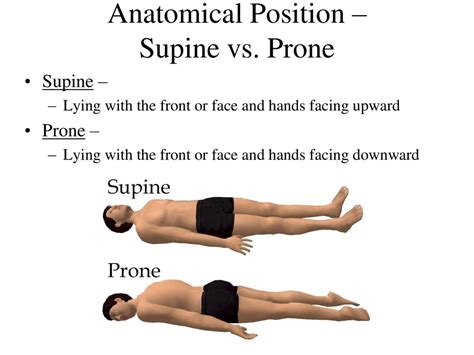 Introduction To Anatomical Directions And Orientation Ppt Download