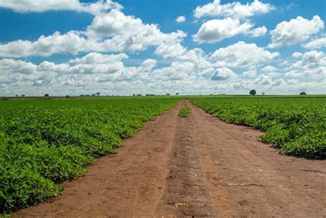 Premium Photo | Peanut plantation