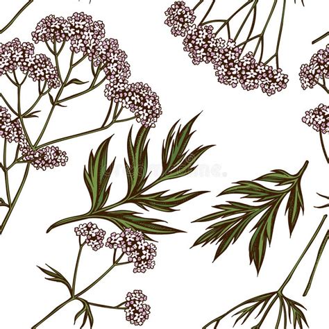 El Ejemplo Colorido Dibujado Mano Del Vector De Los Officinalis Del Valeriana Es Ilustración Del