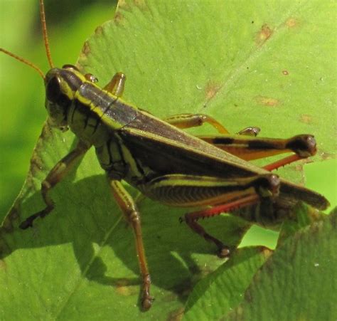 Two Striped Grasshopper Melanoplus Bivittatus Bugguide