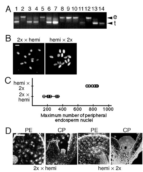 Reciprocal Crosses Between Wild Type X And Hemizygous Meti A S Plants