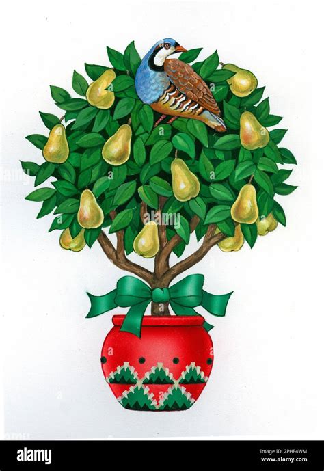 Partridge pear tree Cut Out Stock Images & Pictures - Alamy