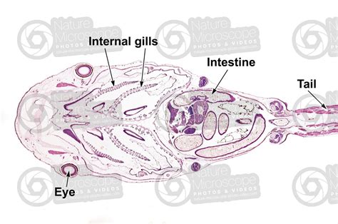 Xenopus laevis. African clawed frog. Tadpole. Eye. Longitudinal section ...