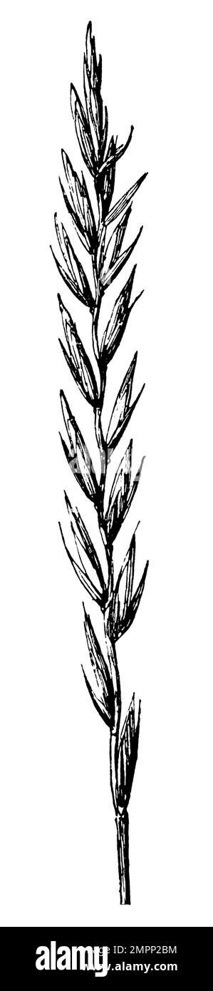 Elymus Repens Banque D Images Noir Et Blanc Alamy