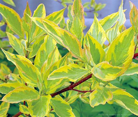 Дерен белый «Гоучаулти» – купить саженцы оптом и в розницу – питомник ...