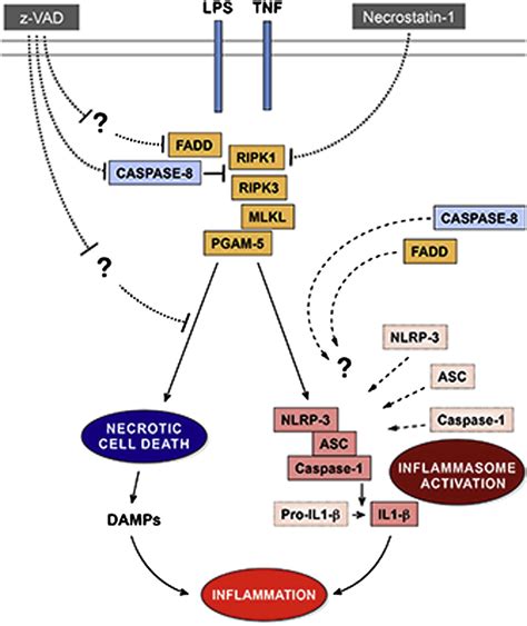 Caspase 8 Blocks Kinase RIPK3 Mediated Activation Of The NLRP3